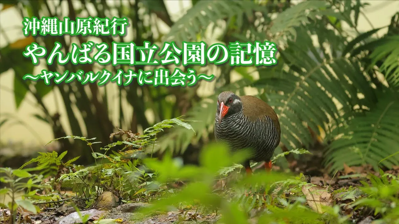 【映像作品】＜沖縄山原紀行＞やんばる国立公園の記憶〜ヤンバルクイナに出会う〜