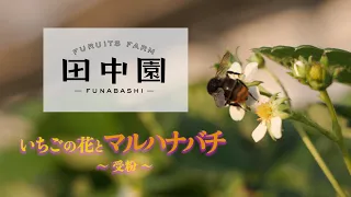 【農企業向け】（船橋の田中園）いちごの花とマルハナバチ〜受粉〜